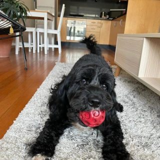 Monty had the best time with his Paws Galore Pet Sitter.