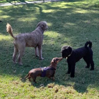 Paws Galore doggies love their daily dog walks. Lots of exercise, socialisation, and fresh air.