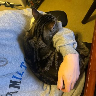 Do you need care for your cat/s?

PAWS GALORE HAS A UNIQUE PET BOARDING SERVICE FOR YOUR PUSSY CAT!

Paws Galore is a Sydney based pet sitting service where your cat has free reign of our pet sitter's home - they can choose to sleep wherever they wish...on the bed or couch, or window gaze, and they will receive lots of human interaction, cuddles, and playtime. We safely transport your cat to and from our wonderful pet sitters, who will follow your care instructions. You will also receive daily photos so you can have peace of mind your cat is being well cared for - these photos are just some examples.

We receive continuous 5 star Google reviews - here’s one...

“I left my cat with Paws Galore over Christmas for nearly a month while travelling overseas. I liked the idea of Milo not to be trapped inside the cage like in most of the other boarding places, but to stay in a similar to home setting. The pet sitter (Marina) had a very good care of Milo! I enjoyed getting the daily photos and videos from them seeing him relaxed and enjoying himself. The pick up and drop off experience was excellent too, as I didn’t have to leave home and travel, which is a great bonus! Thank you Gina for your business! Elena Popova”

BOOK NOW FOR JULY SCHOOL HOLIDAYS
Call Gina on 0406 358 810 or email gina@pawsgalore.org
Or complete your details at:
https://pawsgalore.org/dog-boarding/boutique-cat-boarding/
and we will immediately get in touch.

We look forward to hearing from you.