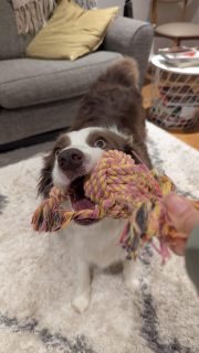 BOUTIQUE PET BOARDING FOR DOGS -  book now for the next school holidays and Christmas:
OUR PET BOARDERS LOVE TO LOOK AFTER YOUR DOG (in their own home)
We have wonderful pet boarders ready to look after your beloved dog - min 3 days/nights stay.
Have peace of mind with our reliable service, and feel confident in the knowledge that your pet is in good hands while you are away.
We pick up and drop off as part of the service, and provide daily photo updates so you can see that your pet is being well cared for and spoiled in a "home away from home" environment.
With pet ownership being so high in Sydney we get fully booked in advance so don't leave it to the last minute.
CONTACT US and book now to make sure you don't miss out:
https://pawsgalore.org/dog-boarding/
or call/text Gina on 0406 358 810
We look forward to hearing from you 🐾🐾