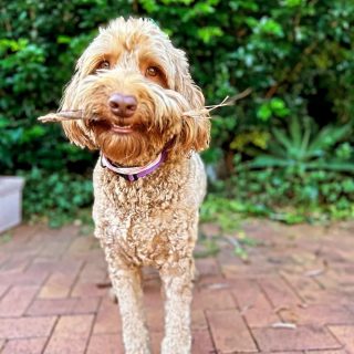 Luna loves staying at her 2nd home with her Paws Galore Pet sitting family.