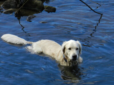 Golden Retriever Swimming