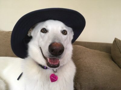 Hat Dog