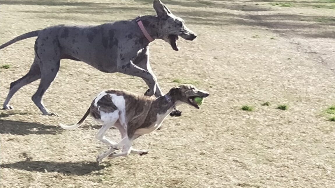 Loki and Luna running