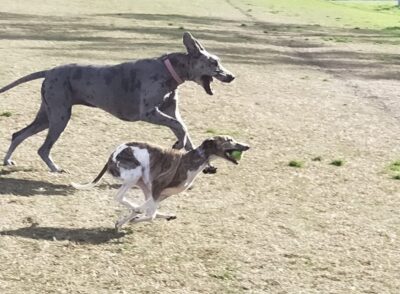 Loki and Luna running