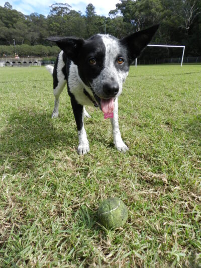 Lyka with Ball