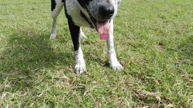 Lyka with Ball