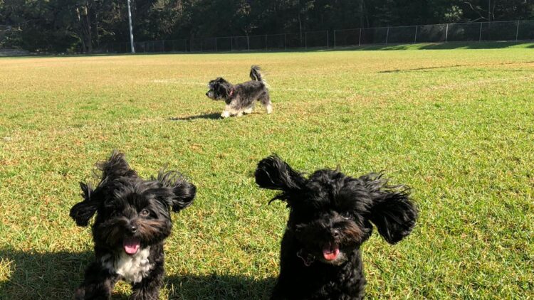 Stella, Poppy and Norm