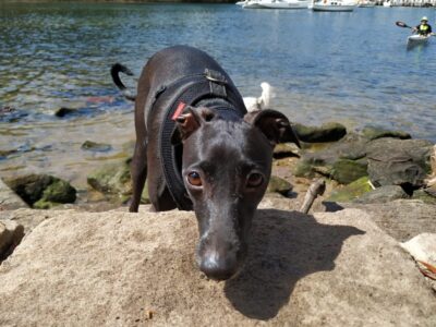 Greyhound at beach