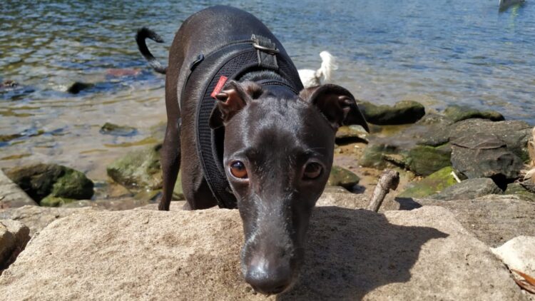 Greyhound at beach