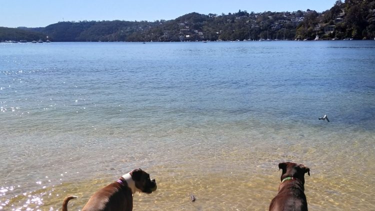 Todd-and-Harley-at-the-beach-scaled.jpg