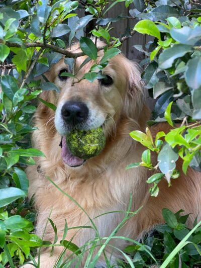 Tex in the bush